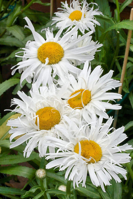 SHASTA DAISY SEEDS