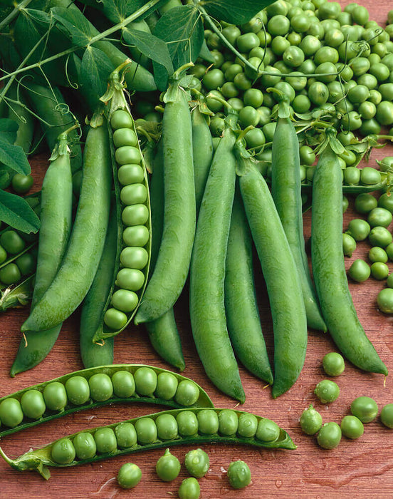PEAS SEEDS GREEN ARROW