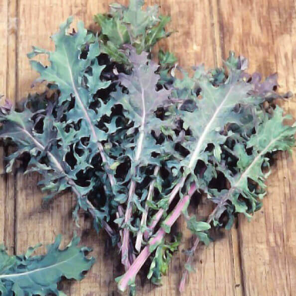 KALE SEEDS RED