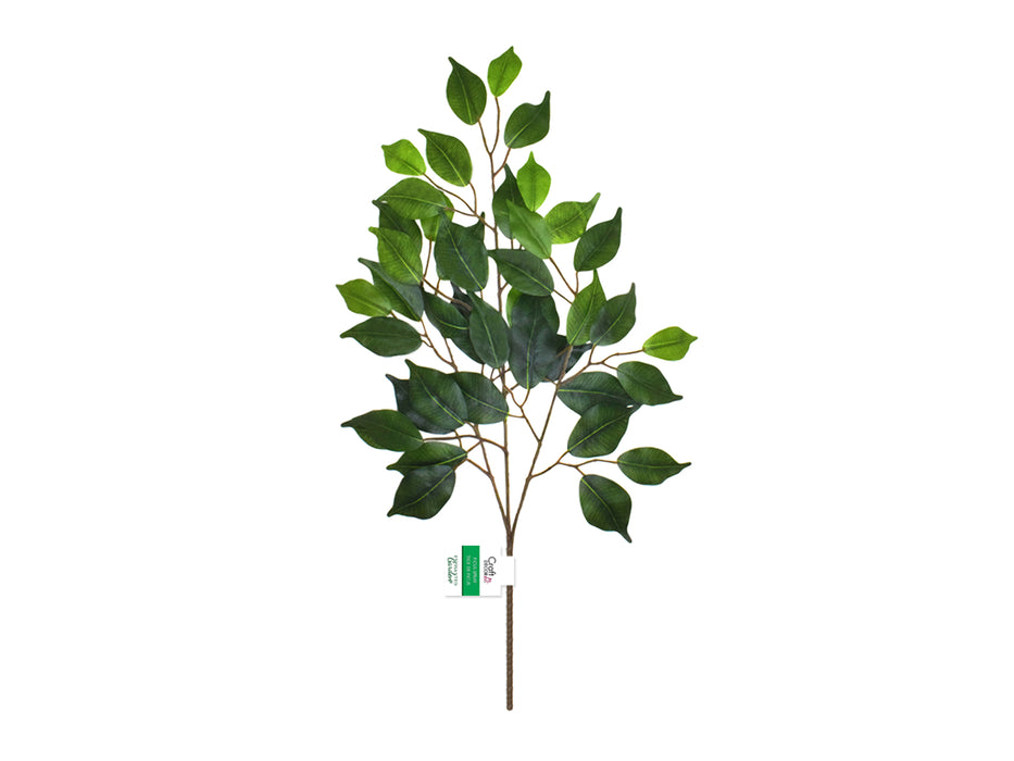 FICUS SPRAY