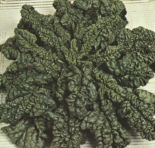 SPINACH SEEDS BLOOMSDALE