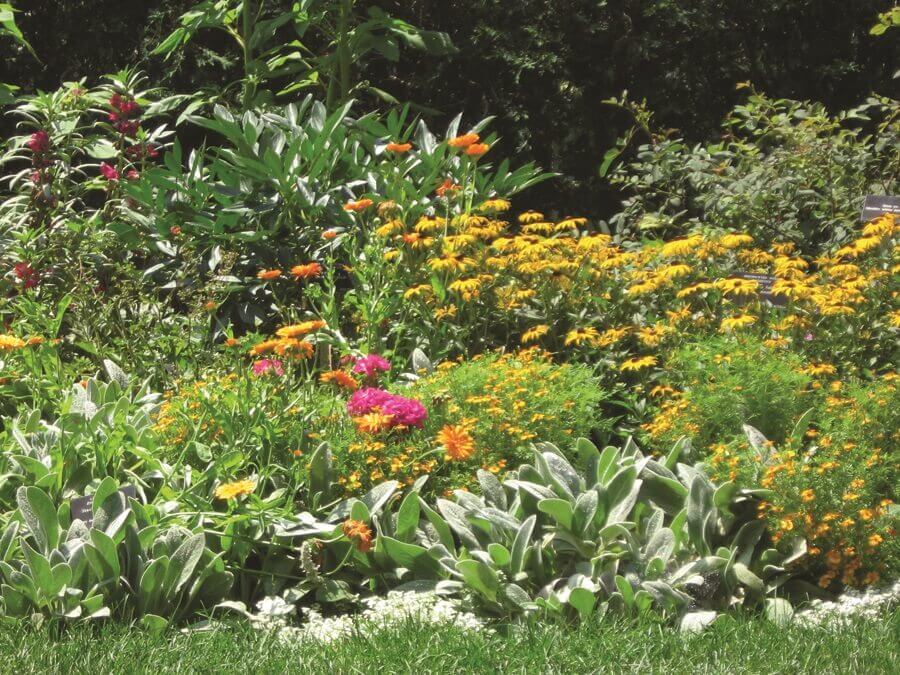 BENEFICIAL INSECT SEED MIXTURE