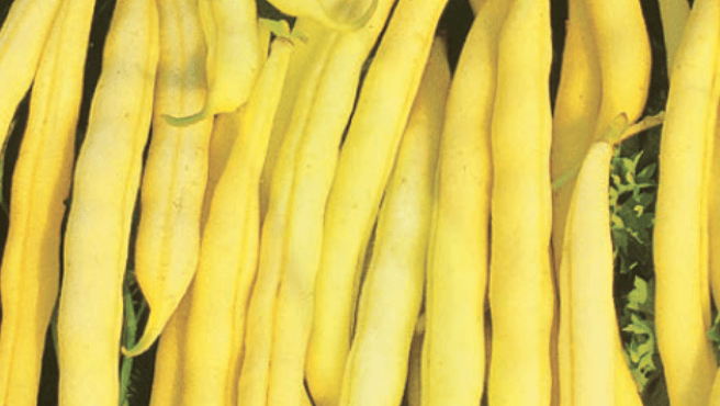 POLE BEAN SEEDS KENTUCKY WONDER WAX