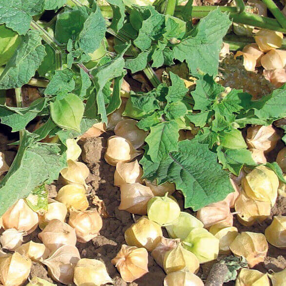 TOMATO SEEDS GROUND CHERRY HUSK