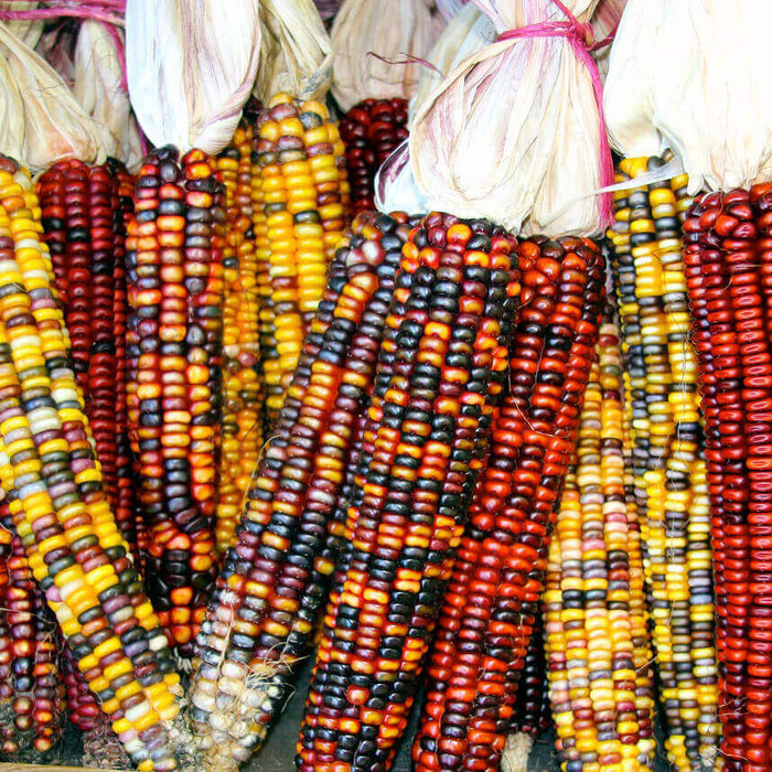 ORNAMENTAL CORN SEEDS