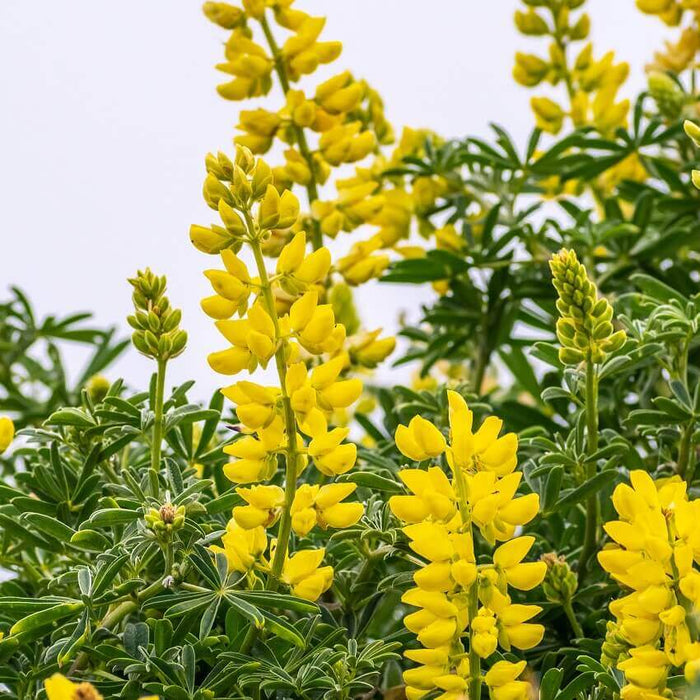 GOLDEN YELLOW LUPINE SEEDS