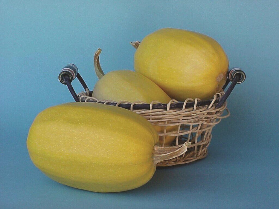 SPAGHETTI SQUASH SEEDS