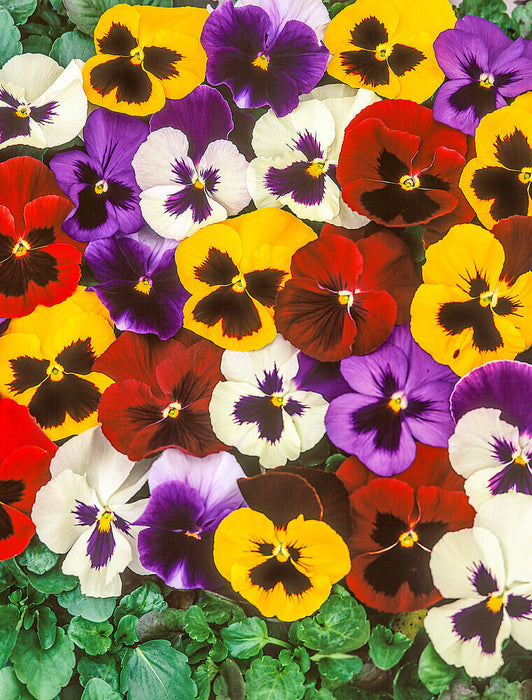 SUPER SWISS GIANTS MIXED PANSY SEEDS
