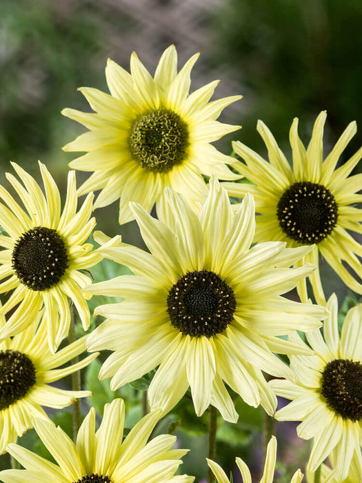 SUNFLOWER SEEDS SUMMER MOON