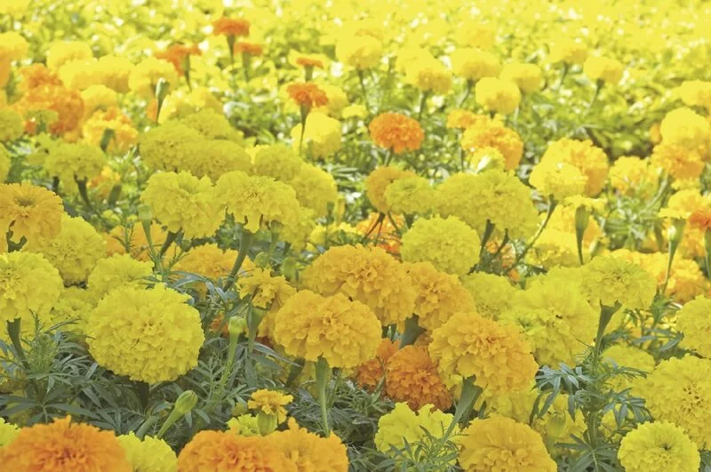 MARIGOLD CRACKERJACK MIX SEEDS