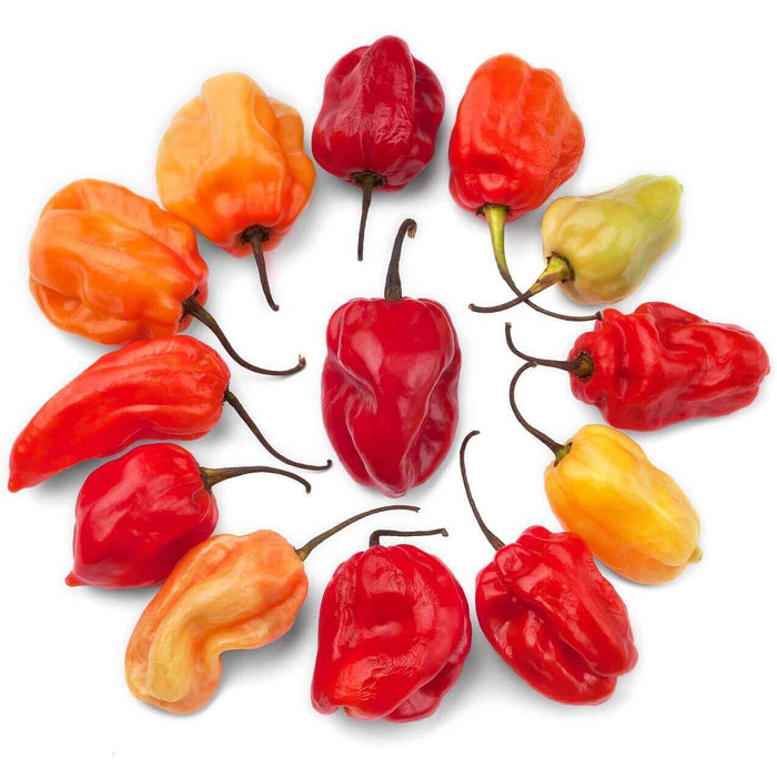 PEPPER SEEDS CARIBBEAN RED HOT
