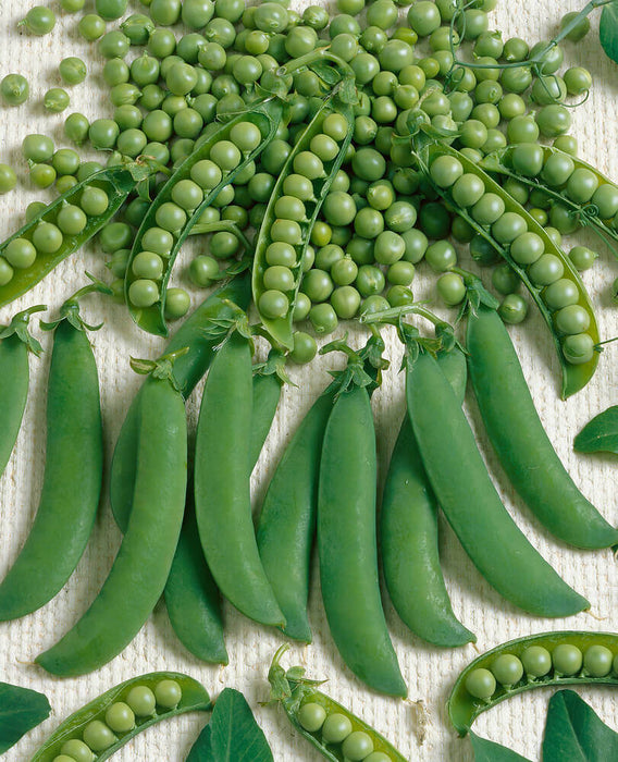 PEAS SEEDS HOMESTEADER/LINCOLN