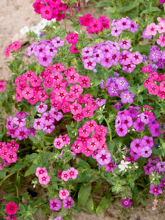 PHLOX -DRUMMONDI MIX SEEDS