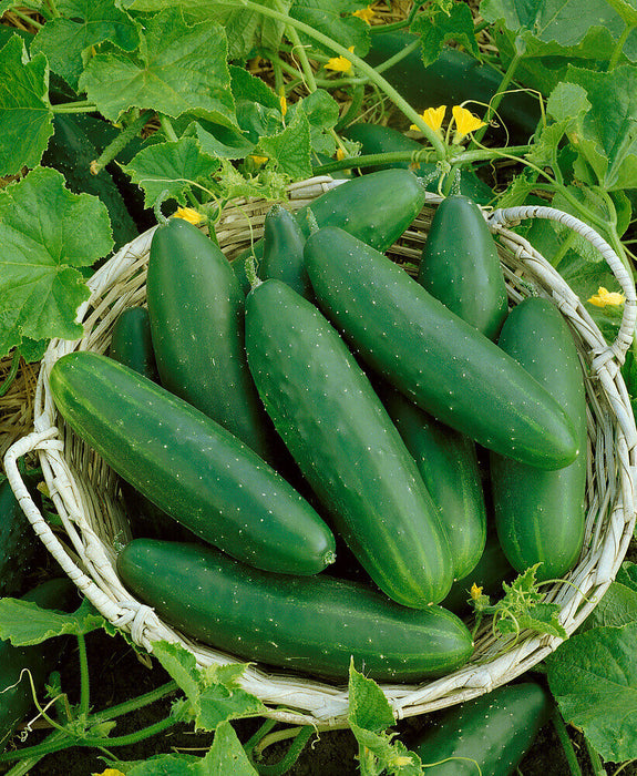 CUCUMBER SEEDS MARKETMORE