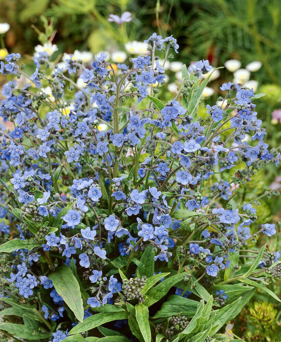 FORGET ME NOT CYNOGLOSSUM SEEDS