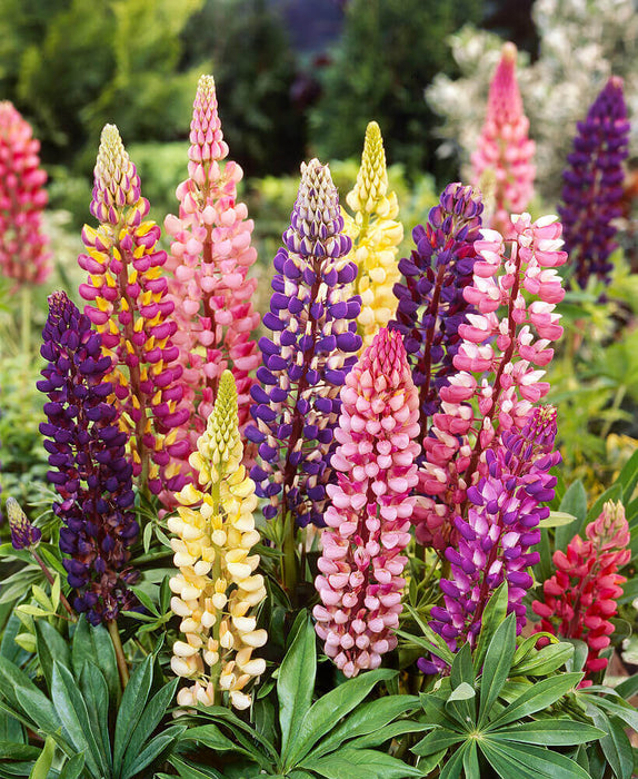 RUSSELL'S HYBRID MIXED LUPINS SEEDS