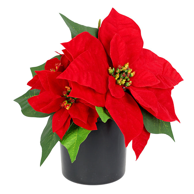 Red poinsettia plant in a black pot on a white background