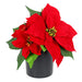 Red poinsettia plant in a black pot on a white background