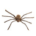 A realistic brown spider decoration with long hairy legs, isolated on a solid white background.