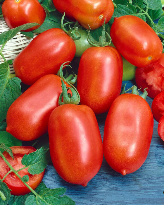 TOMATO SEEDS ROMA VF
