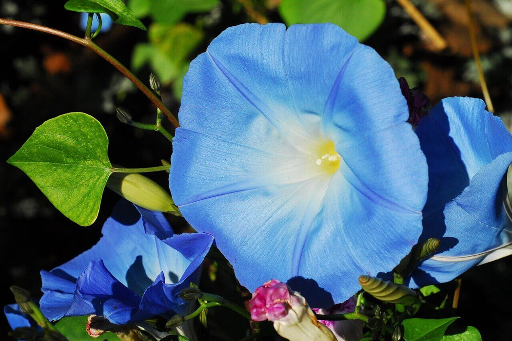 MORNING GLORY SEEDS HEAVENLY BLUE