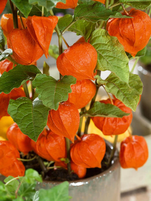 CHINESE LANTERN SEEDS