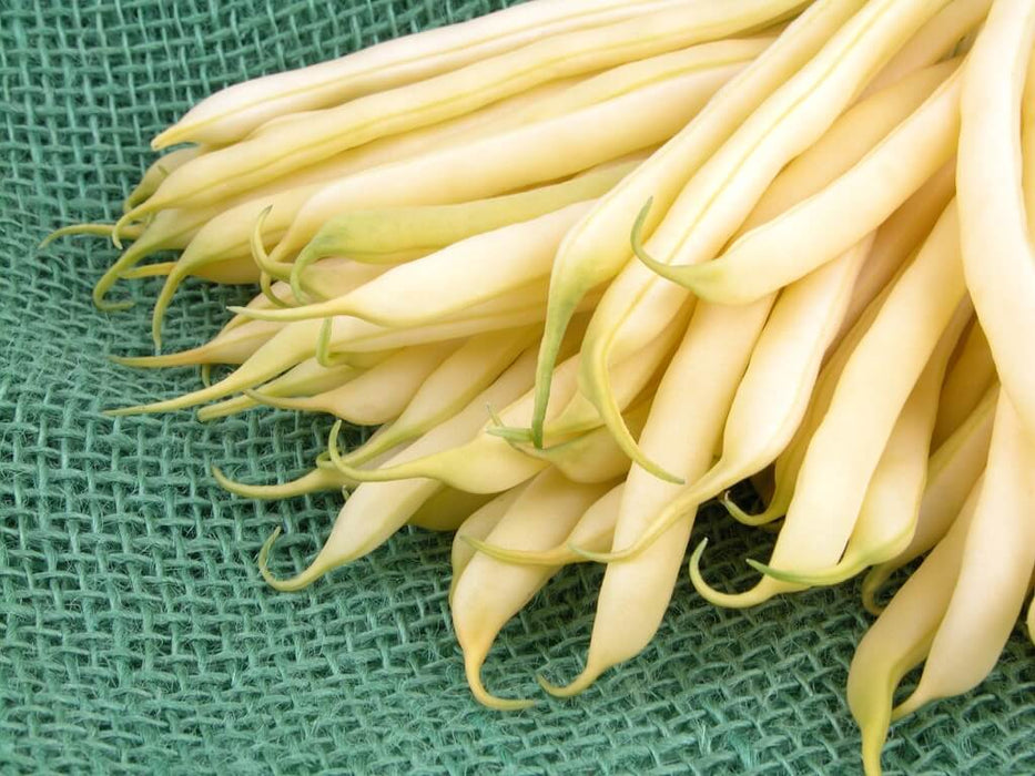 BEAN SEEDS PENCIL POD BLACK WAX