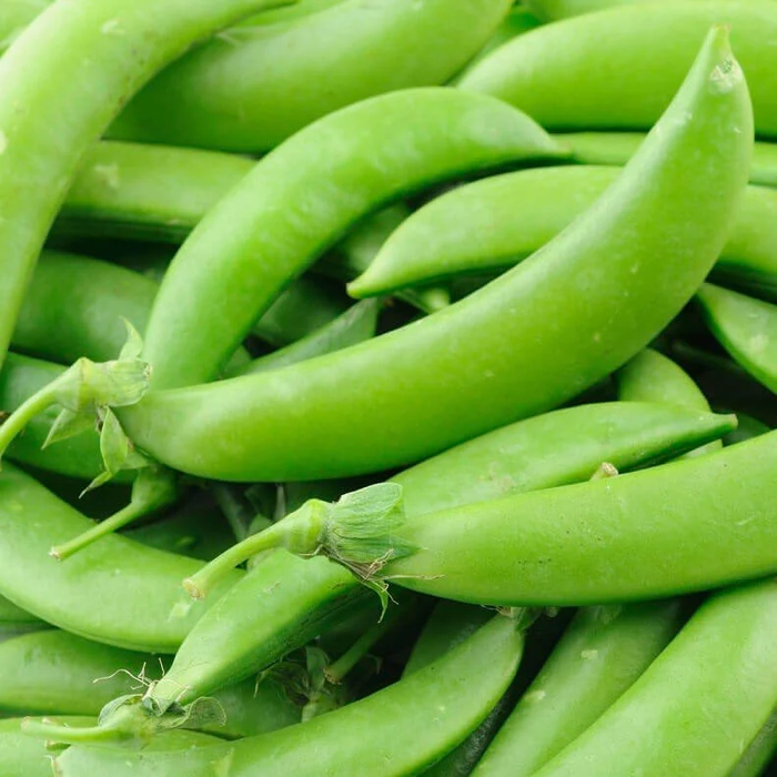 SUGAR SNAP PEAS SEEDS SNAP VINE