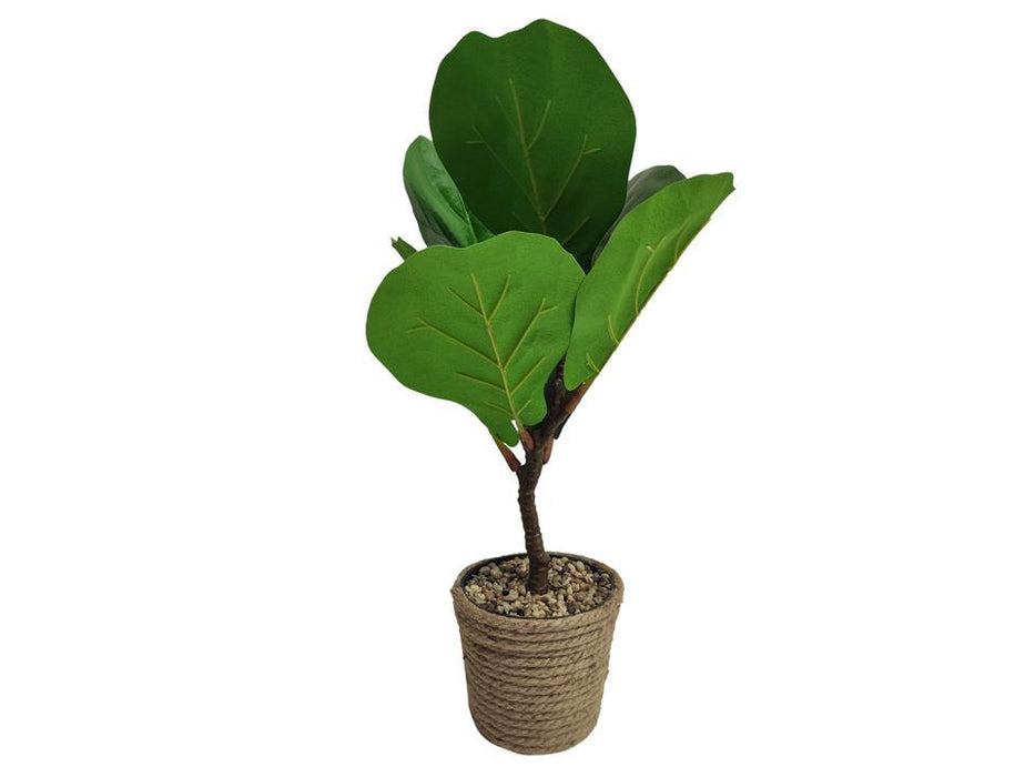 FIDDLE FIG PLANT 20IN IN GRASS POT