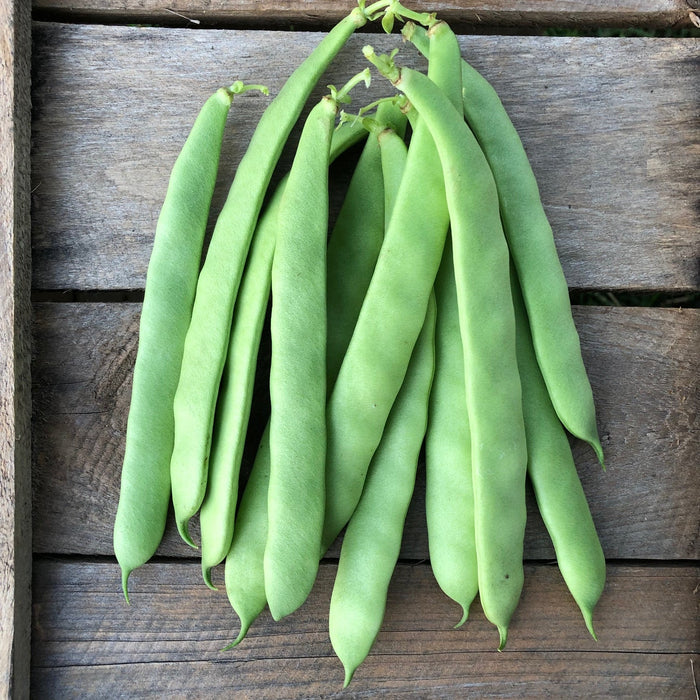 BEAN SEEDS ROMANO 14 BUSH