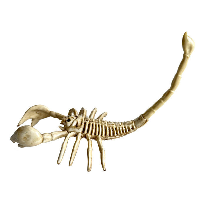SKELETON SCORPION - 10.2"X5.3"