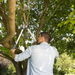 Person using a tool to trim branches on a tree